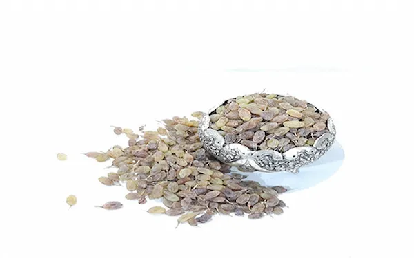 خرید کشمش سایه خشک ملایر + بهترین قیمت